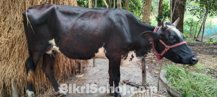 অস্ট্রেলিয়া ফিজিয়াম করস দুধের গরু